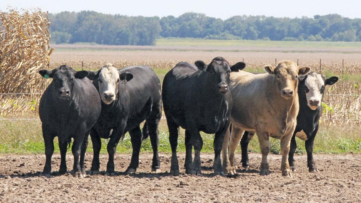 IN Generic Steers